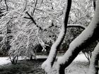 瑞雪