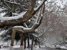 瑞雪