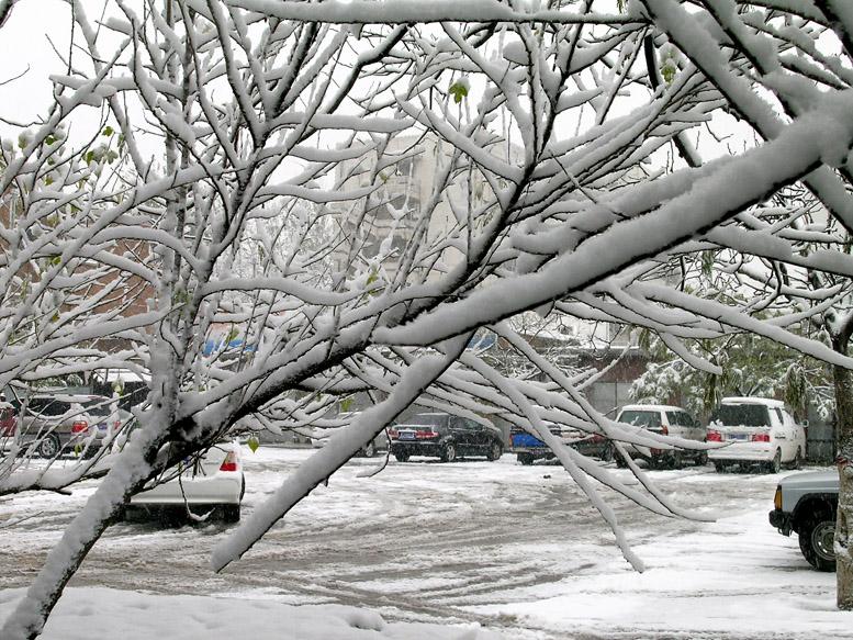 瑞雪