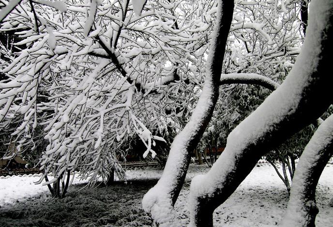 瑞雪