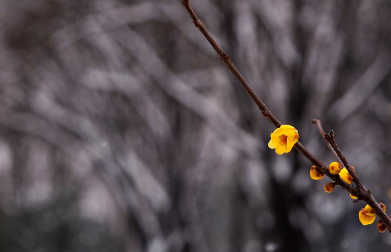 瑞雪
