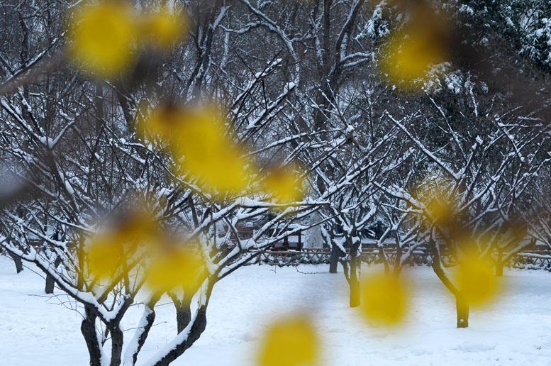 雪梅图