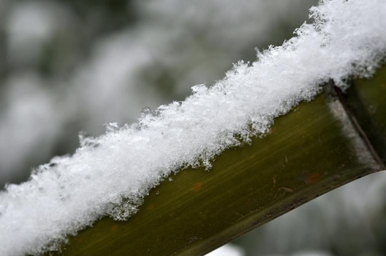 瑞雪