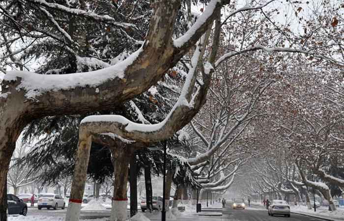 瑞雪