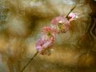 水中花