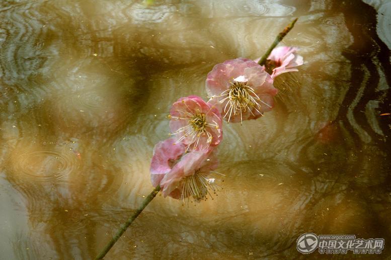 水中花