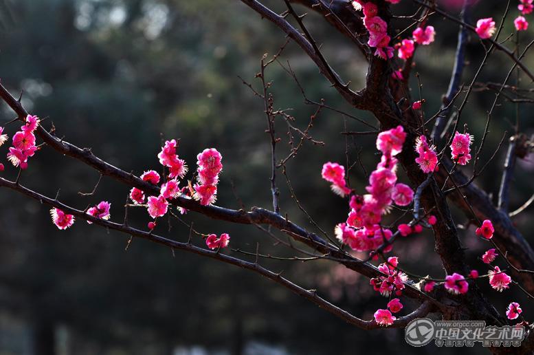 红梅赞