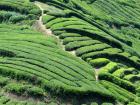 茶山小路