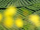 茶园