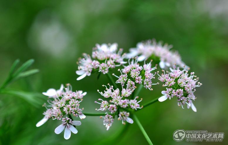 芫荽开花