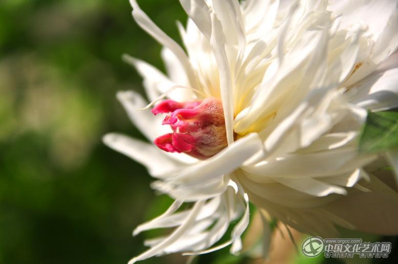 芍牡丹