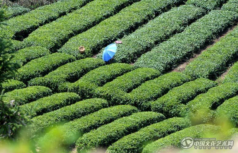 采茶人