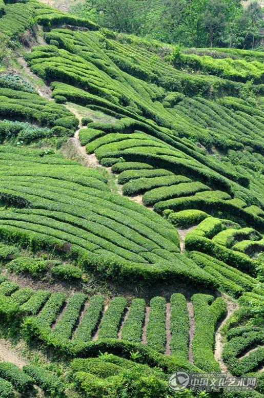 茶山小路