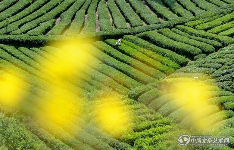 茶园