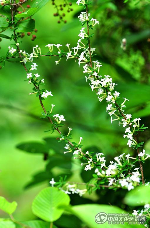 小花