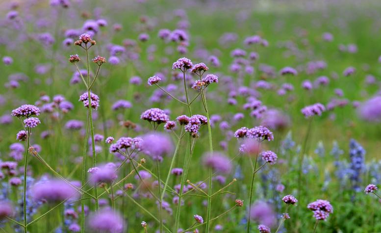 DSC_0998 (2) 副本