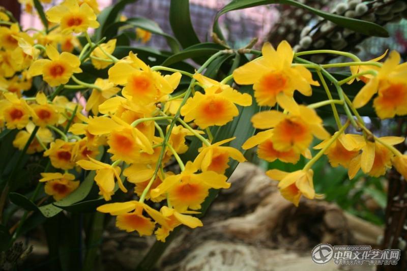 台湾兰花