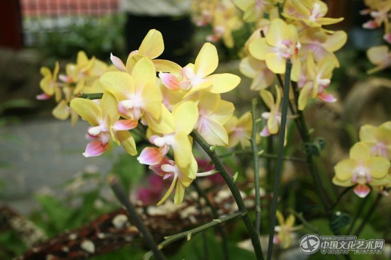 台湾兰花