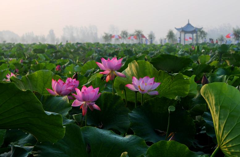 美丽陈庒