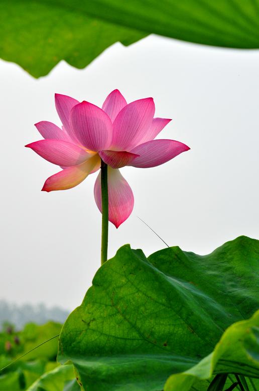 婷立