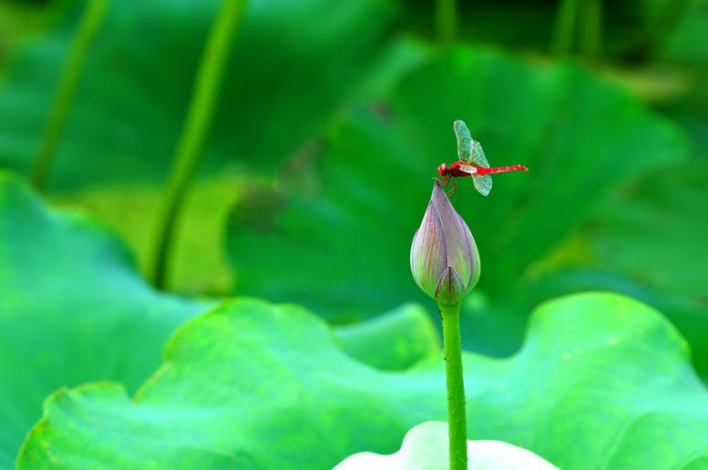 荷上