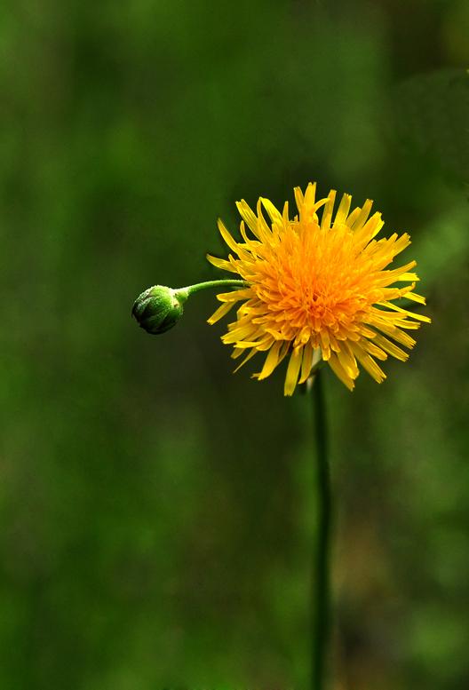 秋菊