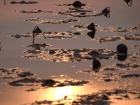 夕映荷塘