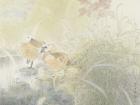 花鸟