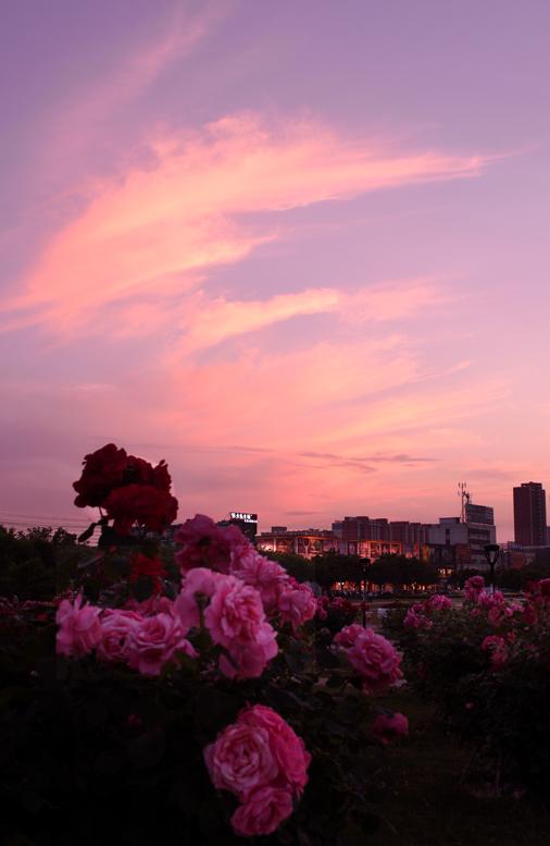 月季花开