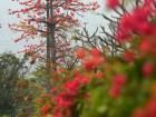 广州市花木棉花