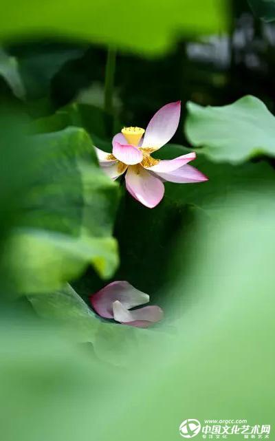 落花