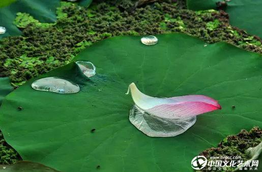 飘泊