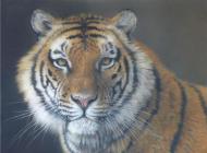 TigreDuBengale 本加勒老虎 Patrick Germond 50X40