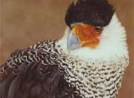 caracara huppé 鳳頭卡卡拉 Lionel Asselineau 36x30