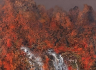 俯仰桑榆 布面油画 250x530cm 2015