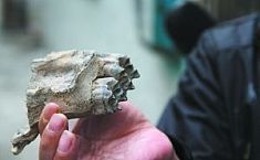 广州建筑工地发现古<b>生物</b>牙齿化石