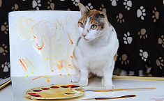 英单耳<b>猫咪</b>现惊人艺术天赋 被称猫界梵高
