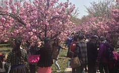 徐州市<b>第十五届</b>樱花节3月28日开幕
