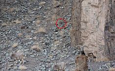 摄影师追踪17<b>天成</b>功捕捉到喜马拉雅山雪豹捕猎岩羊画面