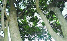 4万多棵古茶树深藏罗坑<b>山区</b> 部分树龄达千年