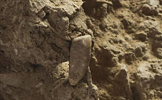 法国发现境内最古老人类<b>牙齿</b>距今56万年