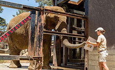 美<b>动物园</b>拍卖大象和蟑螂等动物画作 