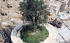 <b>旧城改造</b>花400万元保护一棵323岁的老楸树