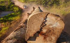 红木走势：打击中缅非法木材<b>贸易</b>的契机正在当下