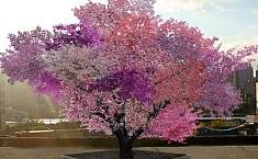 <b>美国艺术</b>家培育出奇树可结出40余种果实