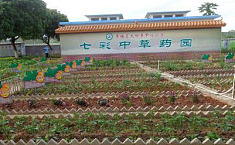 广西：为传承传统文化小学校内设2500米<b>中草药</b>园