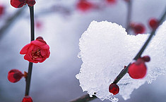 今日“大雪”　欣赏一组<b>雪景</b>照片吧