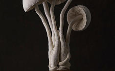 真菌布雕：<b>英国艺术家</b>的缝纫作品