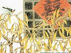 画家索铁生花鸟作品《双喜图》