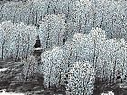 春风又绿伊河岸